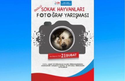 " SOKAK HAYVANLARI" FOTOĞRAF YARIŞMASI